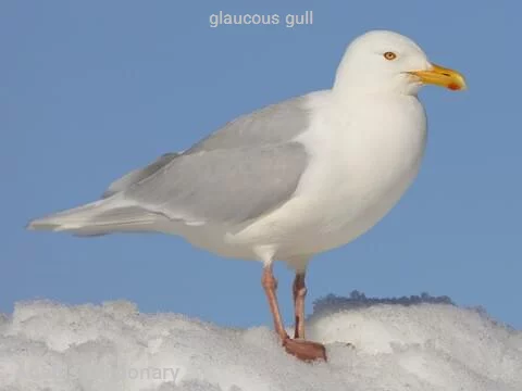 glaucous gull